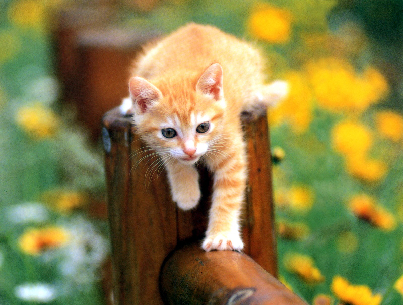 [Pure Cats Vol. 004]; DISPLAY FULL IMAGE.