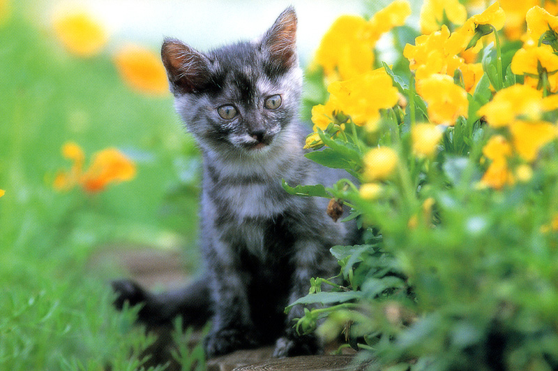 [Pure Cats Vol. 004]; DISPLAY FULL IMAGE.