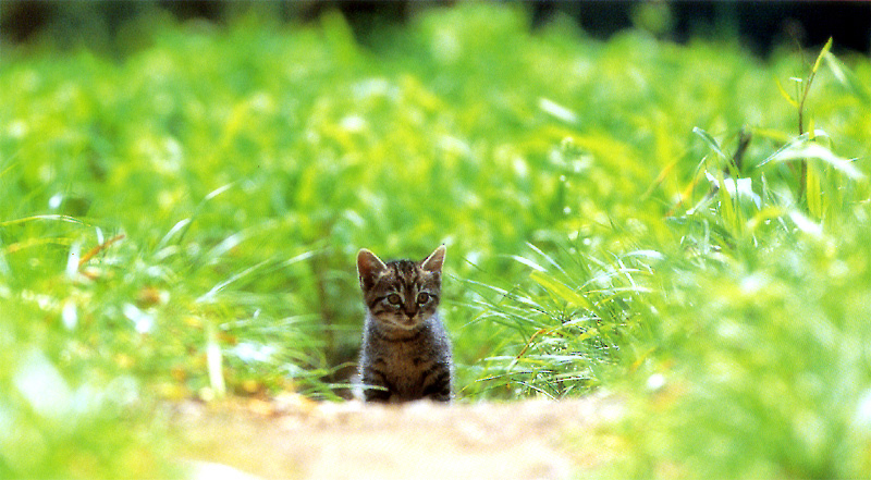 [Pure Cats Vol. 005]; DISPLAY FULL IMAGE.