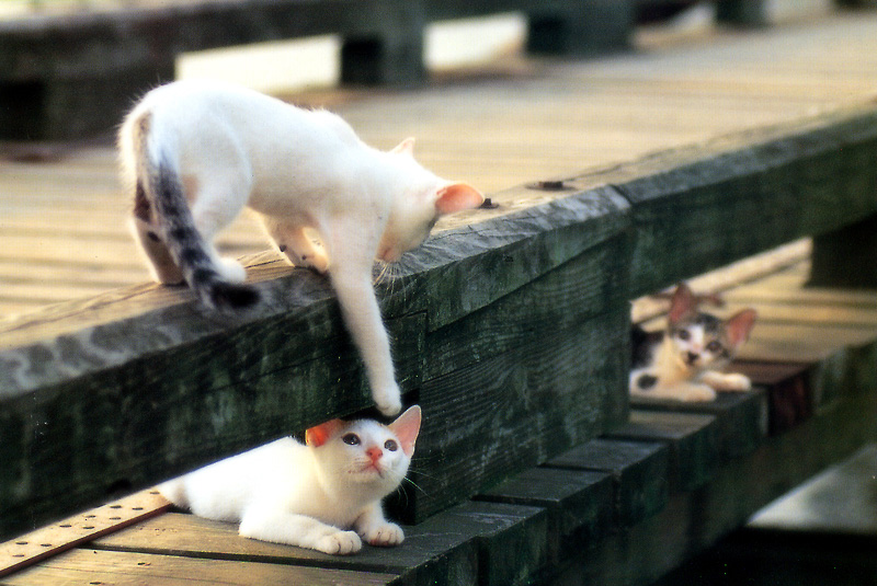 [Pure Cats Vol. 005]; DISPLAY FULL IMAGE.