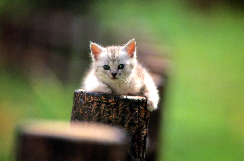 [Pure Cats Vol. 005]; DISPLAY FULL IMAGE.