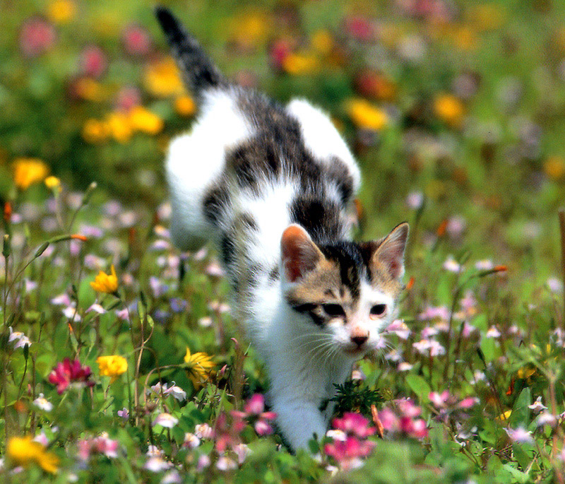 [Pure Cats Vol. 005]; DISPLAY FULL IMAGE.