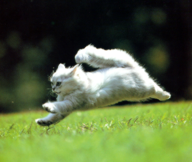 [Pure Cats Vol. 005]; DISPLAY FULL IMAGE.