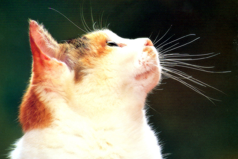 [Pure Cats Vol. 006]; DISPLAY FULL IMAGE.