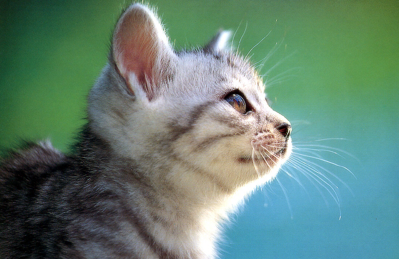 [Pure Cats Vol. 006]; DISPLAY FULL IMAGE.