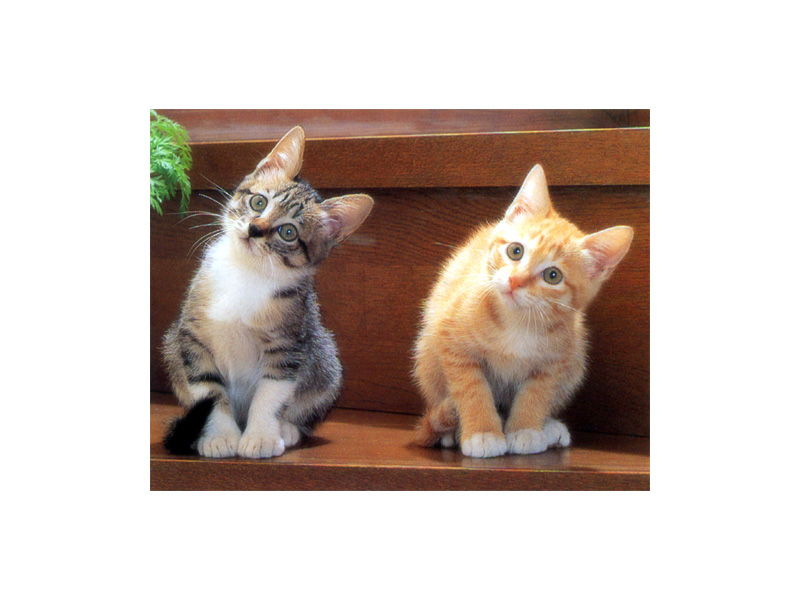 [Pure Cats Vol. 006]; DISPLAY FULL IMAGE.