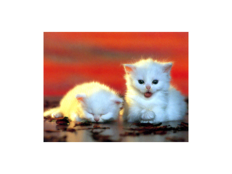 [Pure Cats Vol. 006]; DISPLAY FULL IMAGE.