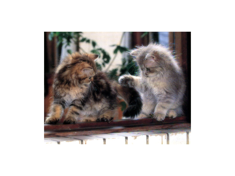 [Pure Cats Vol. 006]; DISPLAY FULL IMAGE.