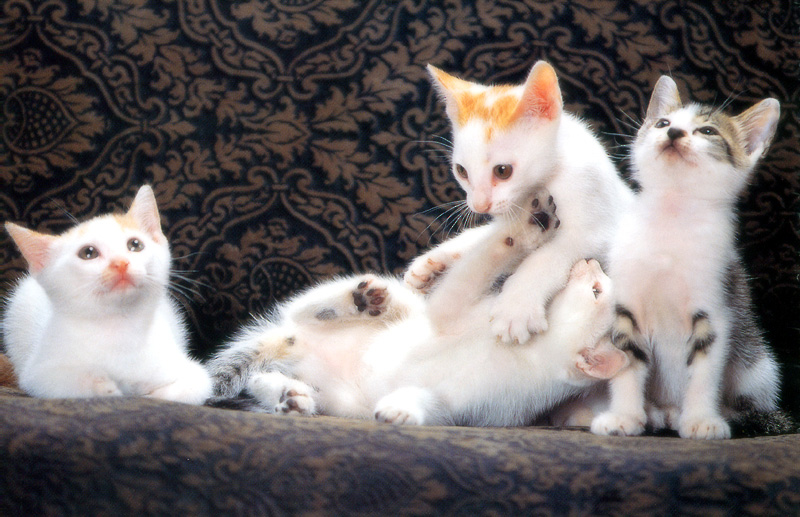 [Pure Cats Vol. 006]; DISPLAY FULL IMAGE.