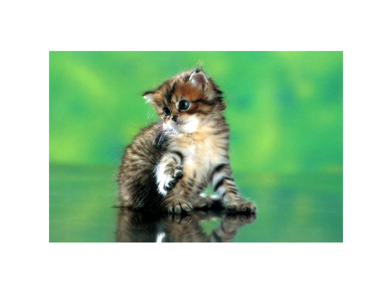 [Pure Cats Vol. 006]; DISPLAY FULL IMAGE.