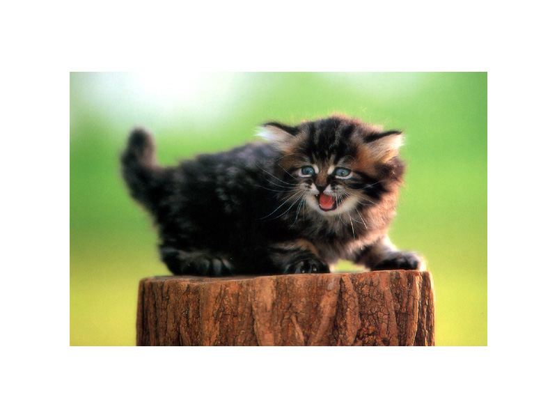 [Pure Cats Vol. 007]; DISPLAY FULL IMAGE.