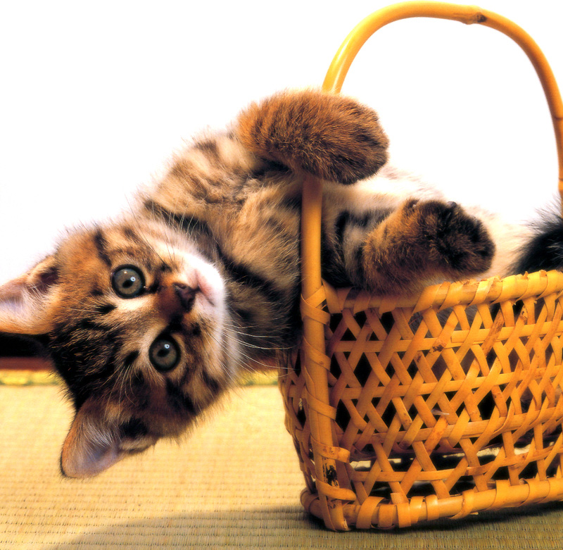 [Pure Cats Vol. 007]; DISPLAY FULL IMAGE.
