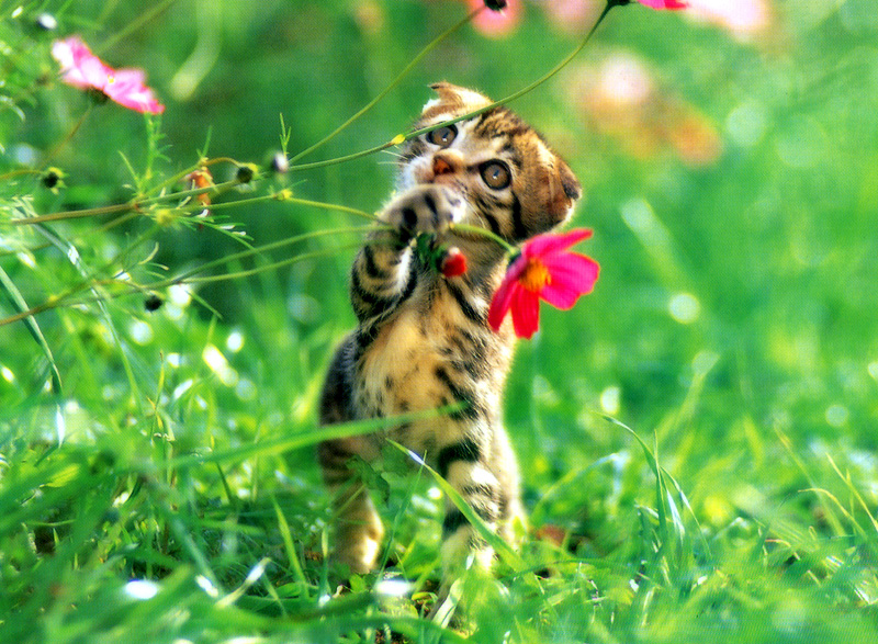 [Pure Cats Vol. 008]; DISPLAY FULL IMAGE.