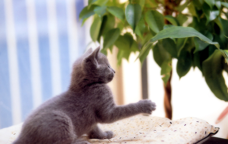 [Pure Cats Vol. 009]; DISPLAY FULL IMAGE.