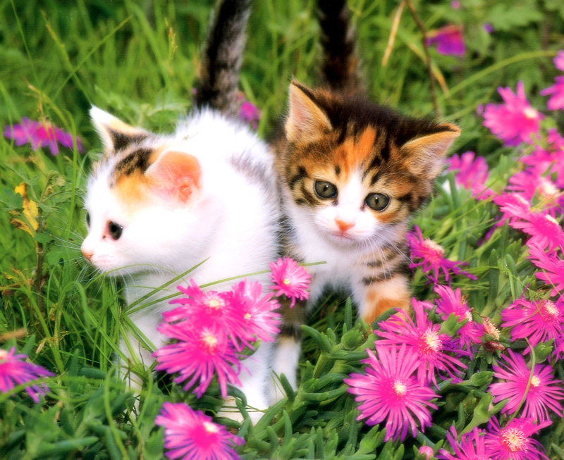 [Pure Cats Vol. 010]; DISPLAY FULL IMAGE.