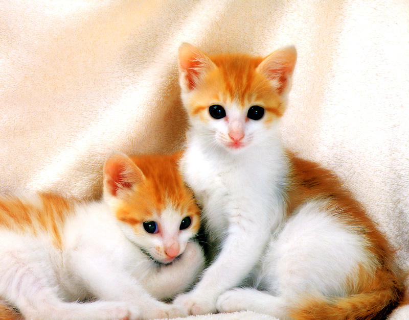 [Pure Cats Vol. 010]; DISPLAY FULL IMAGE.