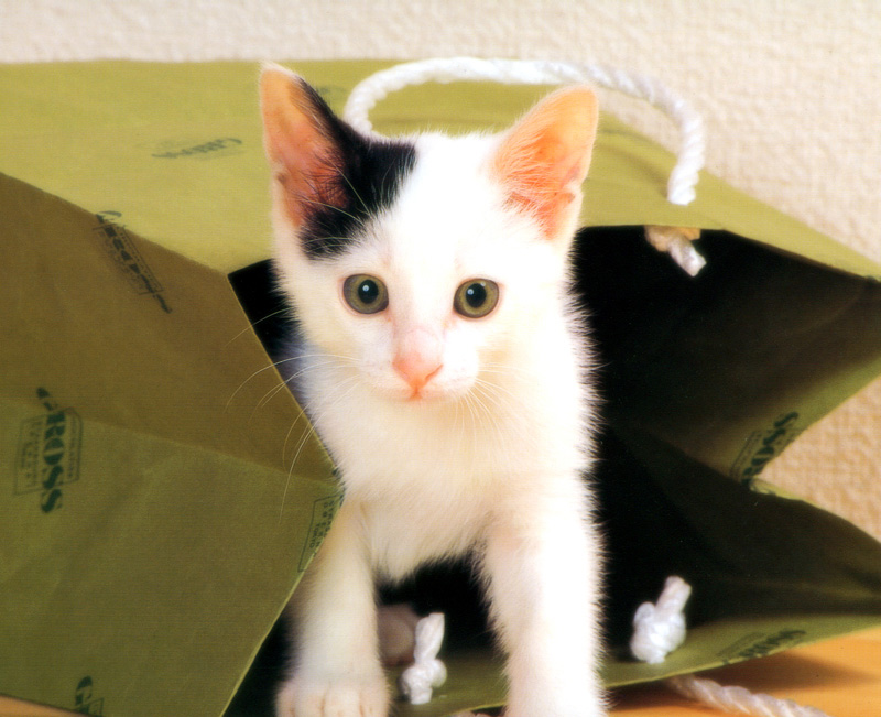 [Pure Cats Vol. 010]; DISPLAY FULL IMAGE.