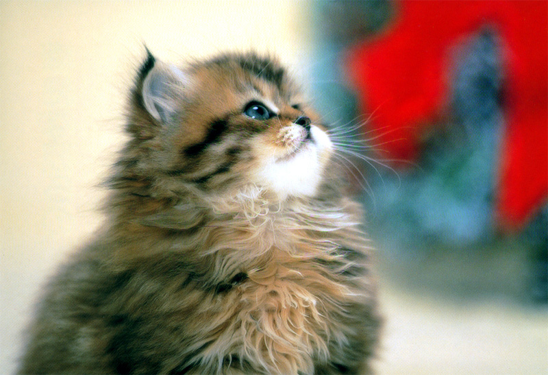 [Pure Cats Vol. 012]; DISPLAY FULL IMAGE.