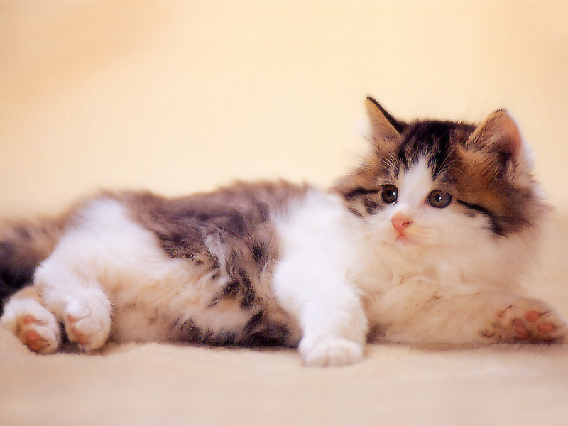 [Pure Cats Vol. 014]; DISPLAY FULL IMAGE.