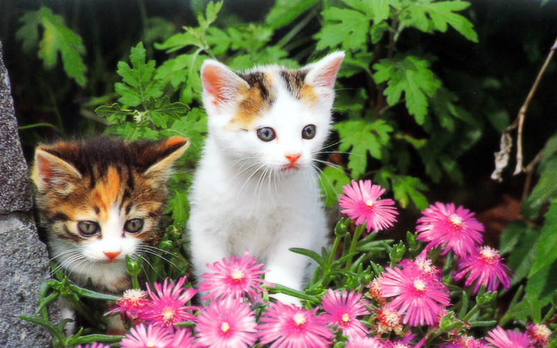 [Pure Cats Vol. 015]; DISPLAY FULL IMAGE.
