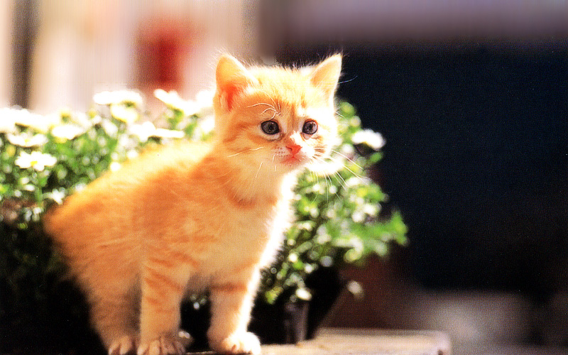 [Pure Cats Vol. 015]; DISPLAY FULL IMAGE.