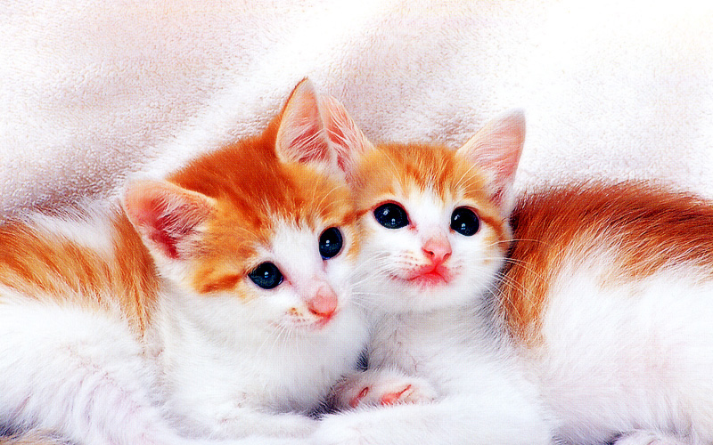 [Pure Cats Vol. 015]; DISPLAY FULL IMAGE.