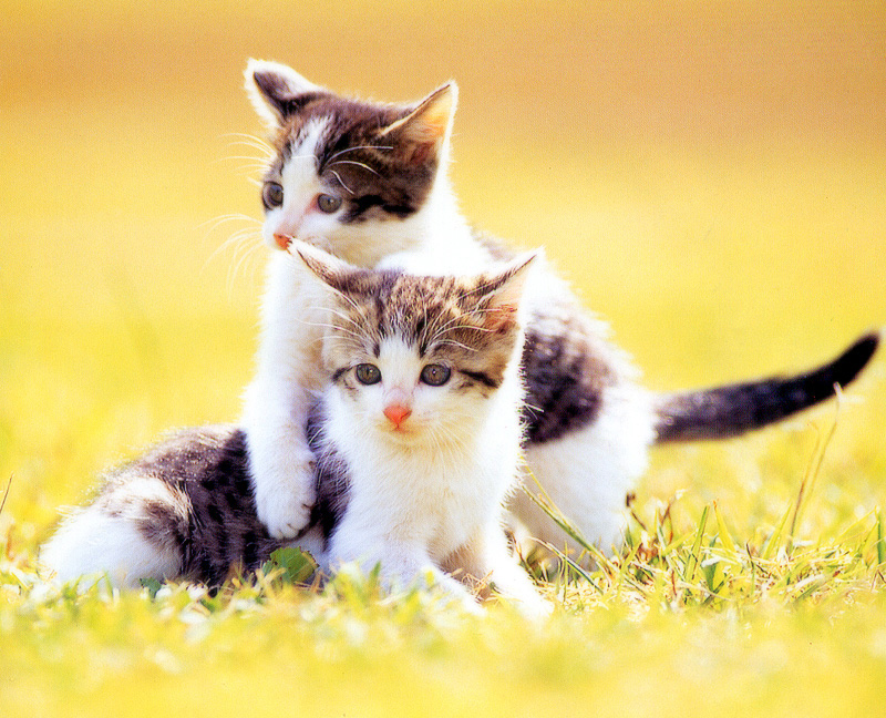 [Pure Cats Vol. 016]; DISPLAY FULL IMAGE.