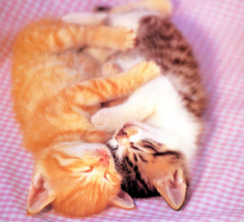 [Pure Cats Vol. 016]; DISPLAY FULL IMAGE.