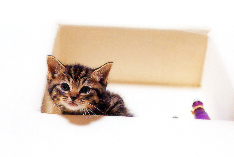 [Pure Cats Vol. 017]; DISPLAY FULL IMAGE.