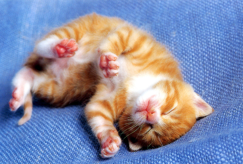 [Pure Cats Vol. 017]; DISPLAY FULL IMAGE.