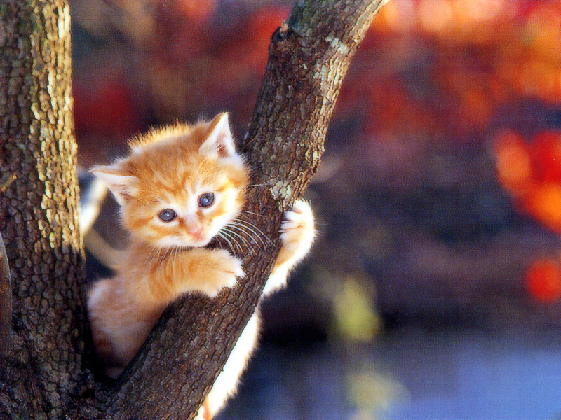 [Pure Cats Vol. 018]; DISPLAY FULL IMAGE.