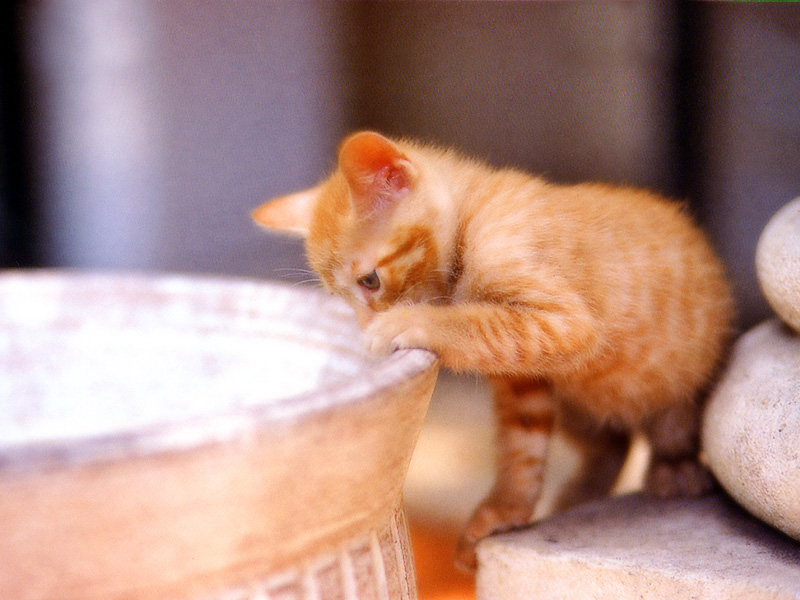 [Pure Cats Vol. 019]; DISPLAY FULL IMAGE.