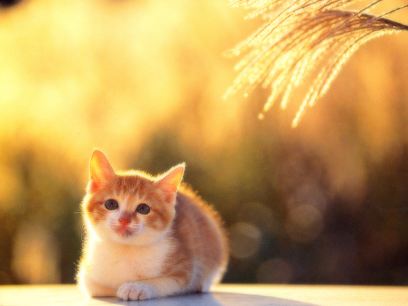 [Pure Cats Vol. 020]; DISPLAY FULL IMAGE.