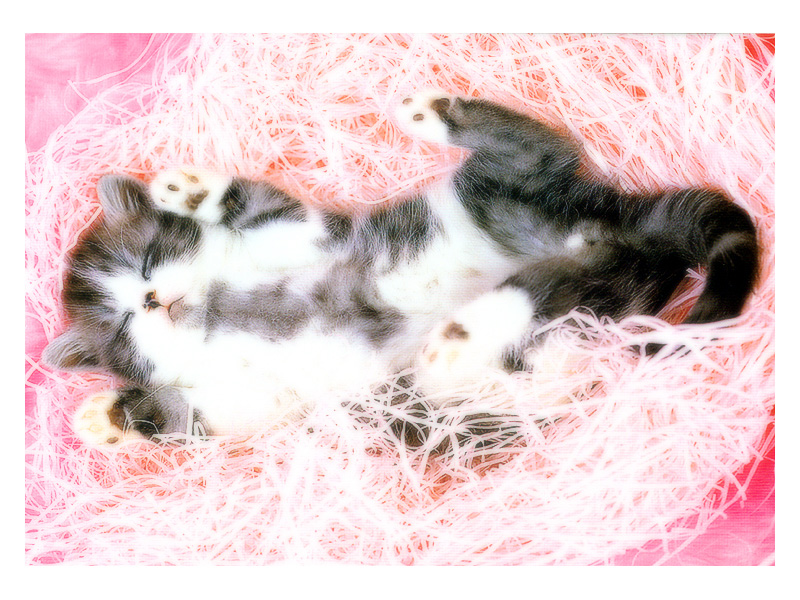 [Pure Cats Vol. 020]; DISPLAY FULL IMAGE.