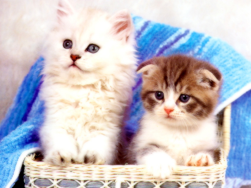[Pure Cats Vol. 020]; DISPLAY FULL IMAGE.
