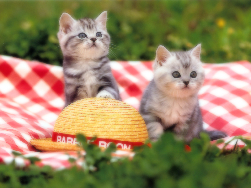 [Pure Cats Vol. 021]; DISPLAY FULL IMAGE.