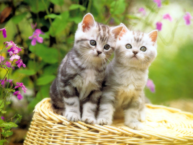 [Pure Cats Vol. 022]; DISPLAY FULL IMAGE.