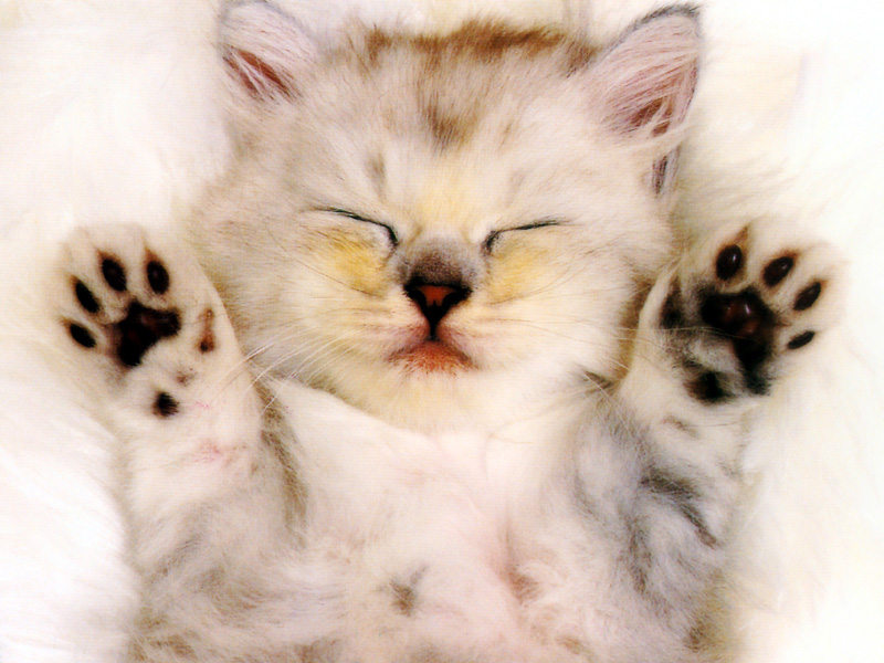 [Pure Cats Vol. 022]; DISPLAY FULL IMAGE.