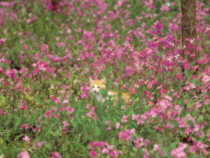 [Pure Cats Vol. 023]; DISPLAY FULL IMAGE.