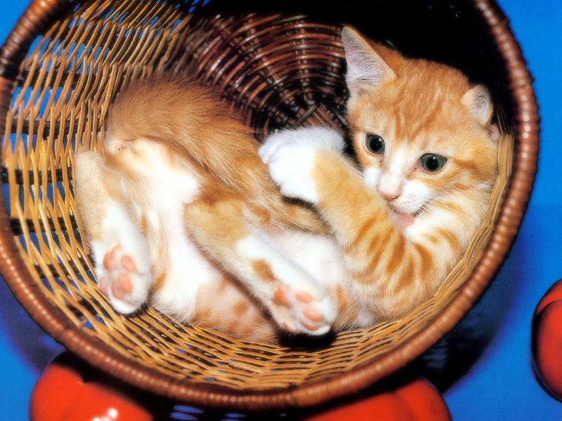 [Pure Cats Vol. 023]; DISPLAY FULL IMAGE.