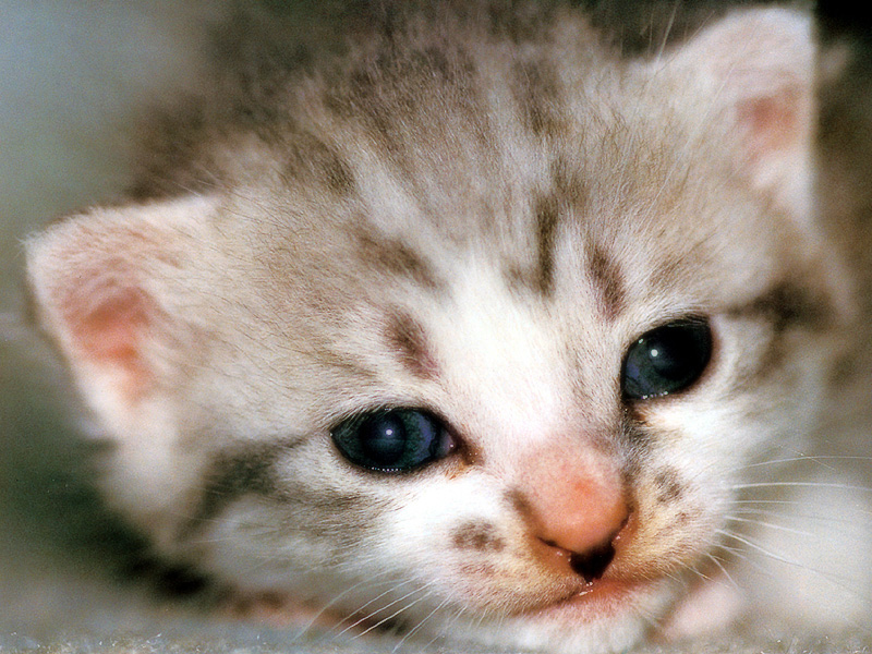 [Pure Cats Vol. 024]; DISPLAY FULL IMAGE.