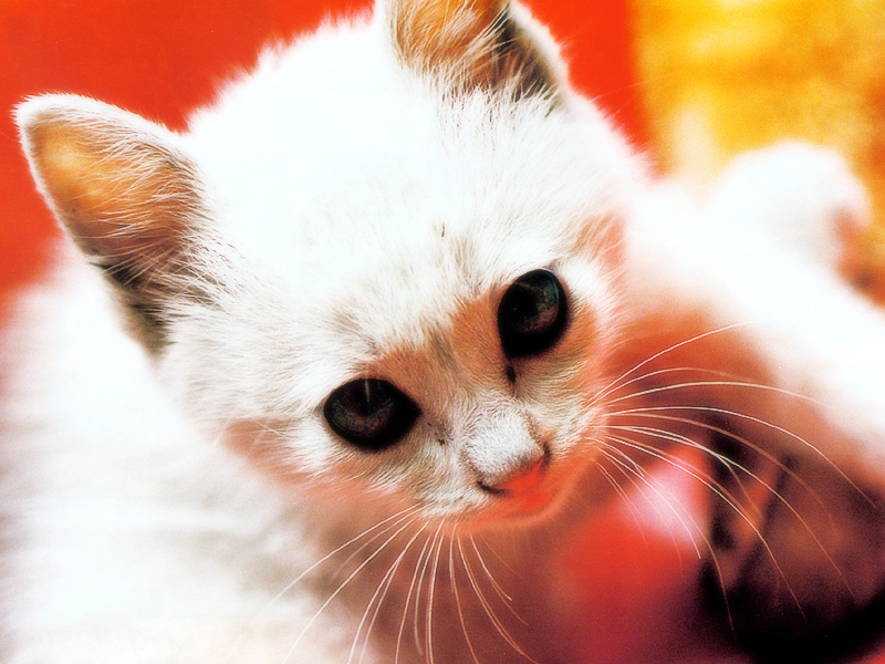 [Pure Cats Vol. 024]; DISPLAY FULL IMAGE.
