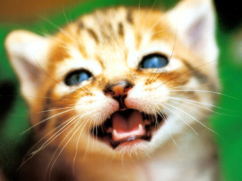 [Pure Cats Vol. 024]; DISPLAY FULL IMAGE.