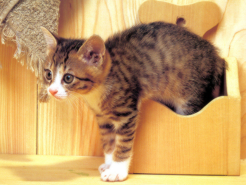 [Pure Cats Vol. 025]; DISPLAY FULL IMAGE.