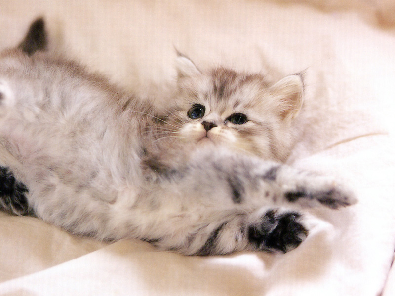 [Pure Cats Vol. 026]; DISPLAY FULL IMAGE.
