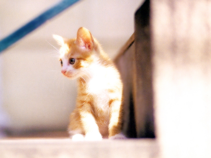 [Pure Cats Vol. 026]; DISPLAY FULL IMAGE.