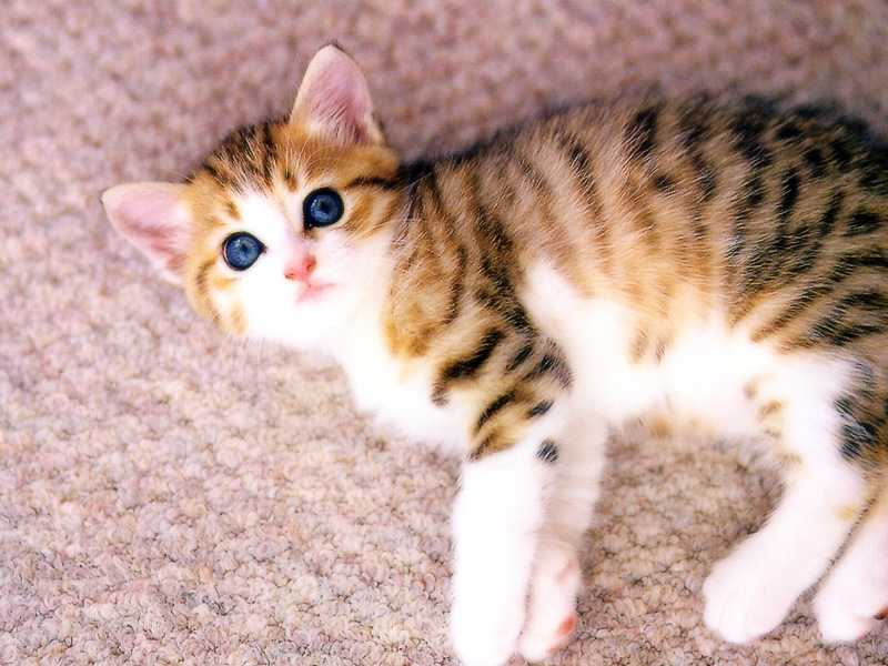 [Pure Cats Vol. 026]; DISPLAY FULL IMAGE.