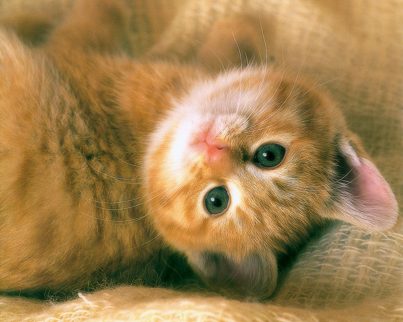 [Pure Cats Vol. 027]; DISPLAY FULL IMAGE.