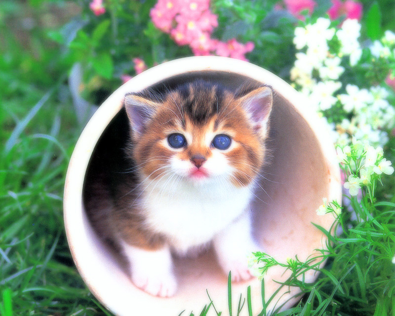 [Pure Cats Vol. 027]; DISPLAY FULL IMAGE.