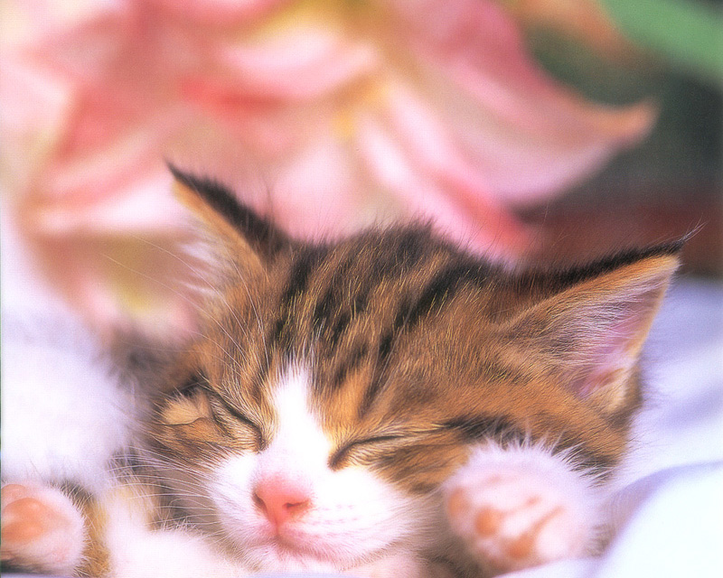 [Pure Cats Vol. 027]; DISPLAY FULL IMAGE.